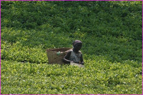 Le dur mais beau travail dans les plantations de th�