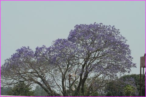 Les jacarandas ont commenc  fleurir : ils sont magnifiques