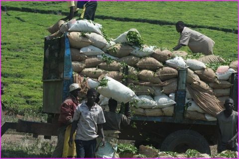 La r�colte de th� est bonne. Et ici, les hommes aussi travaillent !
