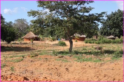 Les jolies cases rudimentaires se cachent dans une belle v�g�tation