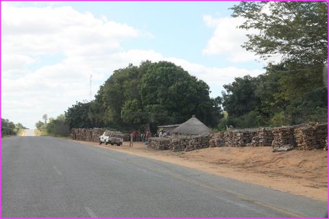 Le commerce du bois est tr�s important et visible tout au long de la route