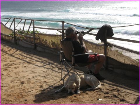 Des copains chiens nous tiennent parfois compagnie, comme ici pendant l'observation des baleines