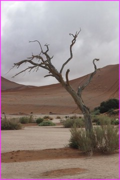 Un des arbres les plus photographi� au Monde : C'est pour �a qu'il a d� vouloir mourir devant LA dune de Sossusvlei