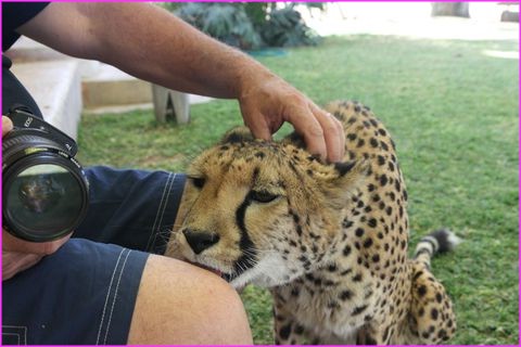 Il y en a un qui n'en m�ne pas large avec sa copine Cheetah !