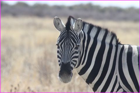 Mon bon profil, juste pur vous