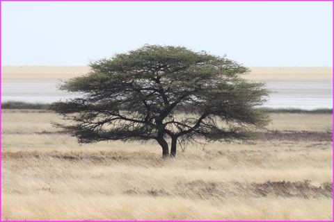 Bel arbre, un peu esseul� au milieu du 