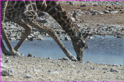 Vous vous rendez compte ce qu'il me faut faire pour boire un coup ?