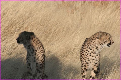 Besoin d'un serre livre 