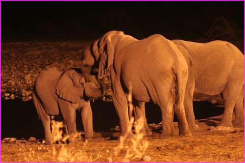 Conseil de famille El�phant, de nuit, que nous avons suivi en direct !