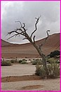 Un des arbres les plus photographi au Monde : C'est pour a qu'il a d vouloir mourir devant LA dune de Sossusvlei