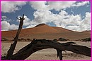 LA dune vue de derri�re ... et derri�re un arbre ... mort lui aussi
