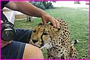 Il y en a un qui n'en m�ne pas large avec sa copine Cheetah !
