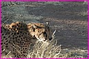 Je chasse ! (Cheetah = Gu�pard, sauvage)