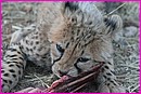 L'ardeur au beefsteak n'attend pas de nombreuses ann�es pour ce tout petit Cheetah (Gu�pard)