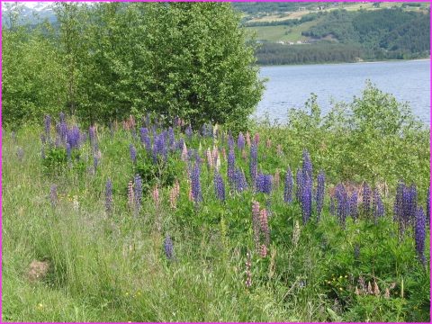 Des lupins, il y en a partout et ils sont magnifiques