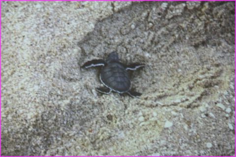 Dis Monsieur, tu crois que c'est par l� la mer ? Je me suis perdue dans un trou ....