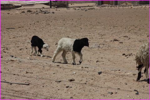 Bon, mon grand fr�re �tait normal : T�te noire et le reste blanc. Puis apr�s Papa et Maman ont m�lang� les couleurs et je suis T�te blanche et le reste noir ...