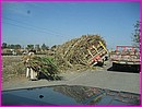 Des fois la charette est trop charg�e de canne � sucre !