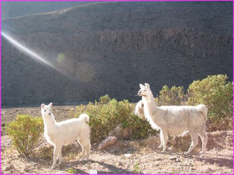 Des alpagas nous souhaitent la bienvenue