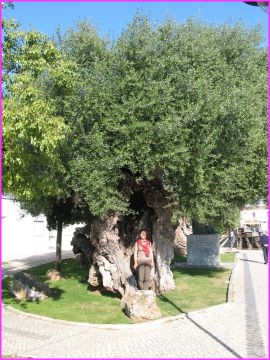 Ca c'est un olivier ... � Serpa