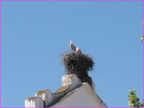 Une parmis les centaines voire milliers de cigognes rencont�es en Alentejo