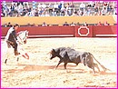 Corrida � Albufeira