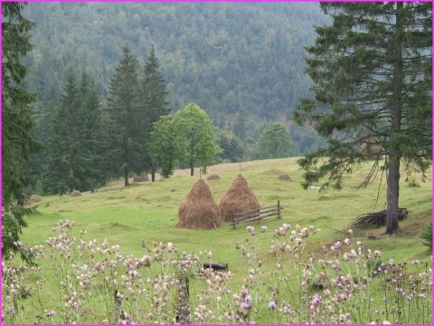 Jolies meules de foin dans les champs Roumains