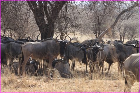 Quelques Gnous parmi les centaines vus � Tarangire