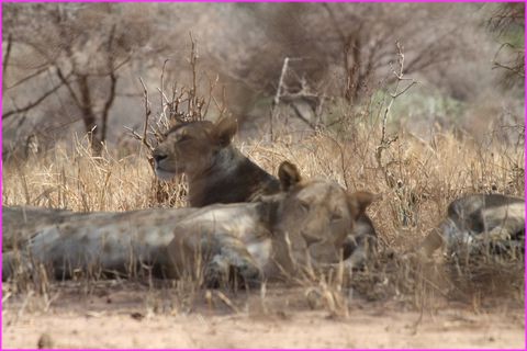 Belles lionnes faisant la sieste ... sauf une qui monte la garde