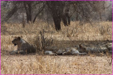 ... faut que je reste �veill�e, les autres comptent sur moi !