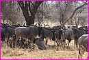 Quelques Gnous parmi les centaines vus � Tarangire