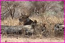 Belles lionnes faisant la sieste ... sauf une qui monte la garde