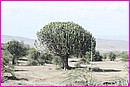 Bel arbre cactus
