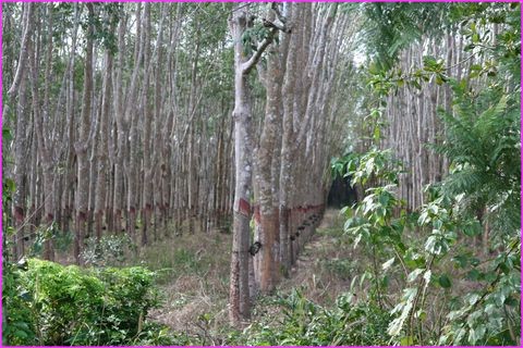 La r�colte de la gomme : une activit� intense