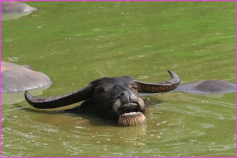 Et moi je me r�gale dans l'eau