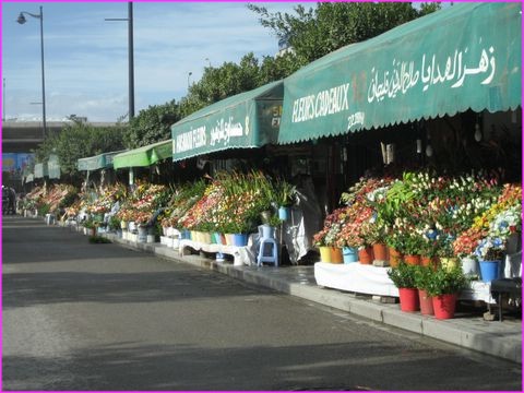 Beaux �tals de fleurs � Tunis