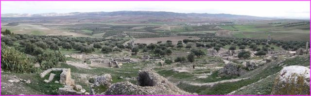 Belle plaine d'oliveraies