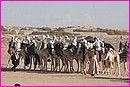 Bel ensemble de Dromadaires au Festival du Sahara de Douz