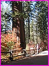 Un s�quoia g�ant comme il y en a quelques uns dans Yosemite