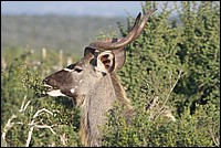Moi je montre le haut. Pour le bas c'est plus cher (Kuddu vu au Addo Elephant National Park, Afrique du Sud)