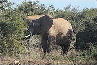 ... mon fr�re vous a d�j� prevenu alors m�ffi ! (Elephant vu � Addo Elephant National Park, Afrique du Sud)