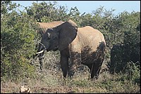 ... mon frre vous a dj prevenu alors mffi ! (Elephant vu  Addo Elephant National Park, Afrique du Sud)