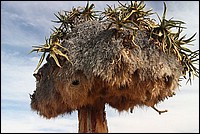 Habitat collectif pour petits oiseaux (vu partout en Afrique du Sud, Namibie, .... abrite des R�publicains)