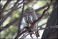 Discr�te, �l�gante, hautaine, je suis un peu Fran�aise par mon penchant � aimer manger des grenouilles ! (vue au Kgalagadi Transfrontier National Park, Afrique du Sud) 
