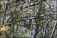 Cousine pas tr�s �loign�e de la pr�c�dente j'�pie le monde qui bouge (vue au Kgalagadi Transfrontier National Park, Afrique du Sud) 