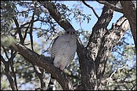 J'essaie de ressembler un peu � un Z�bre mais .... (vue au Kgalagadi Transfrontier National Park, Afrique du Sud) 
