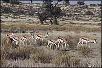 Restons groupir, un Lion est peut-�tre par l� (Springboks vus � Augrabies Falls National Park, Afrique du Sud)