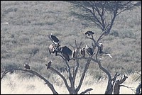 Attendons que le Ma�tre ait fini de se goinfrer et on raclera les fonds de c�telettes (Vautours vus au Kgalagadi Transfrontier National Park, Afrique du Sud) 