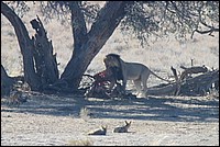 Il faut bien la gagner sa cro�te d'Oryx ! (Lion vu au Kgalagadi Transfrontier National Park, Afrique du Sud) 