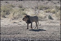Petite balade digestive, un petit r�t ... (Lion vu au Kgalagadi Transfrontier National Park, Afrique du Sud) 